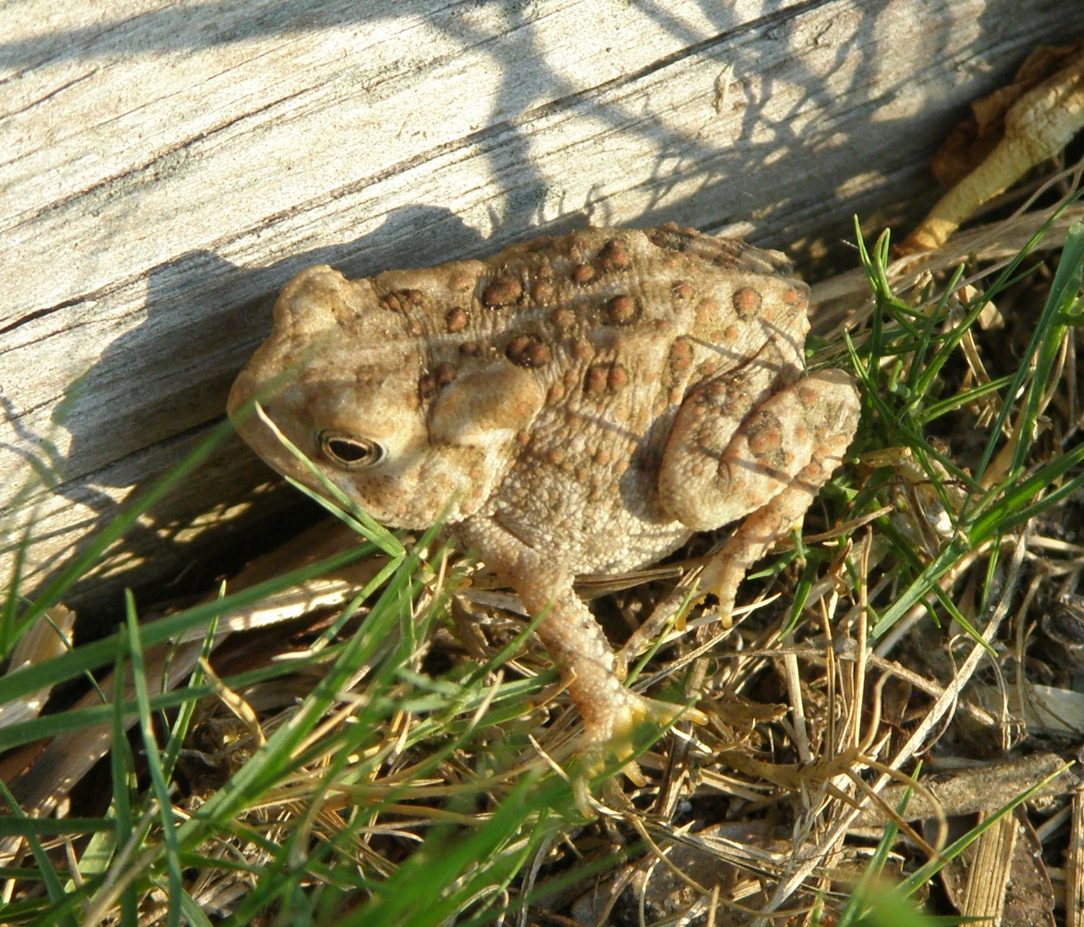 a toy frog in the grass with other items