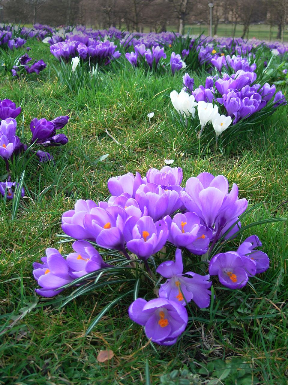 purple and white flowers in the middle of a field