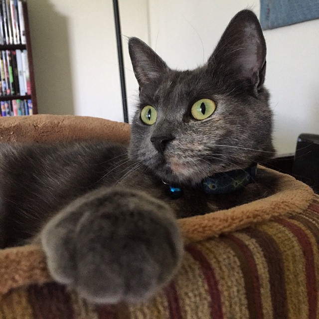 a grey cat sitting on top of a dog bed