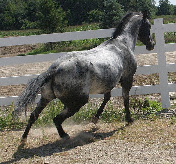 a horse running in the dirt behind a fence