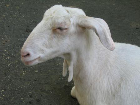 a goat with a shaved head and horns laying down