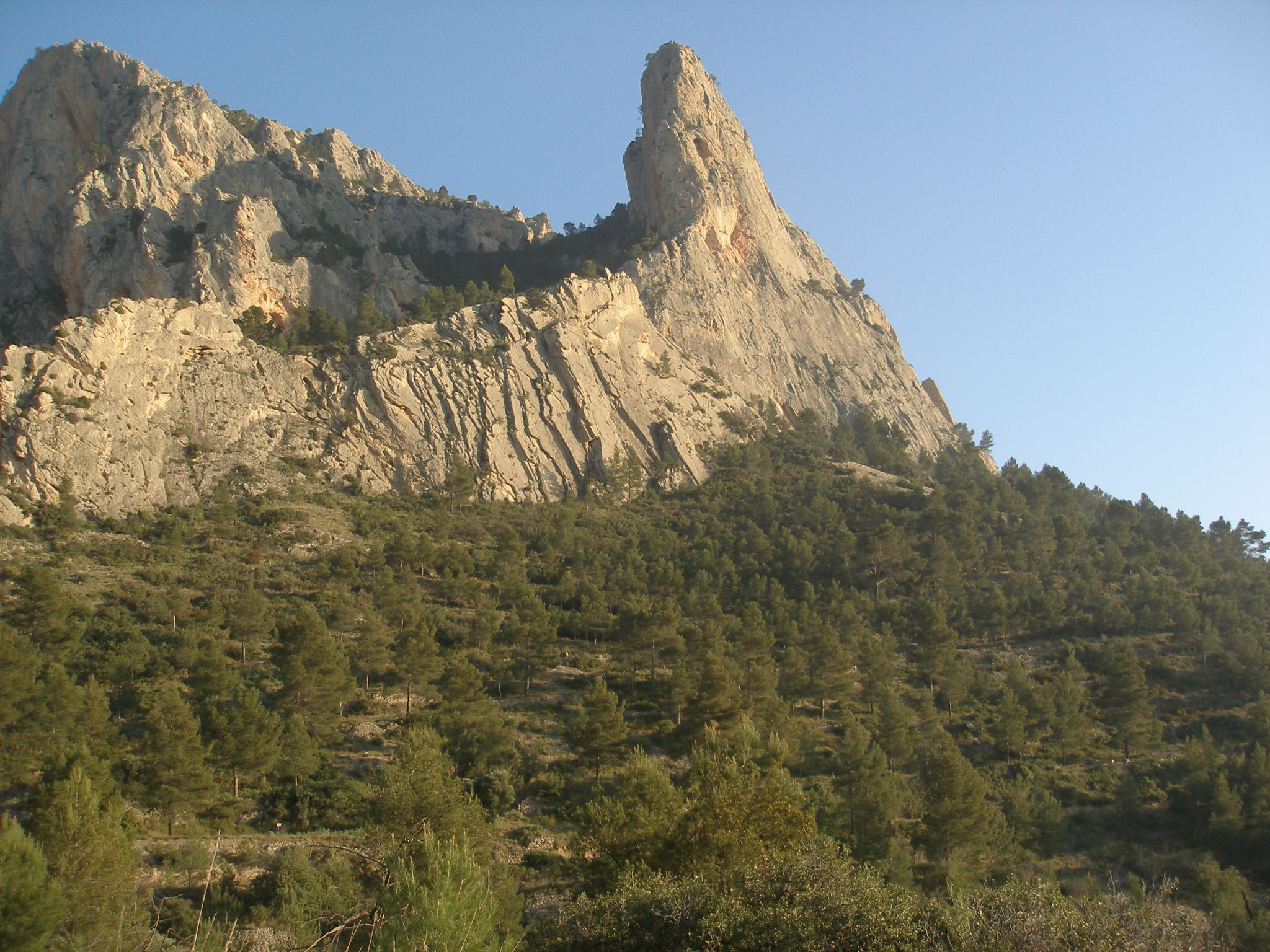 trees and shrubs with a mountain in the background