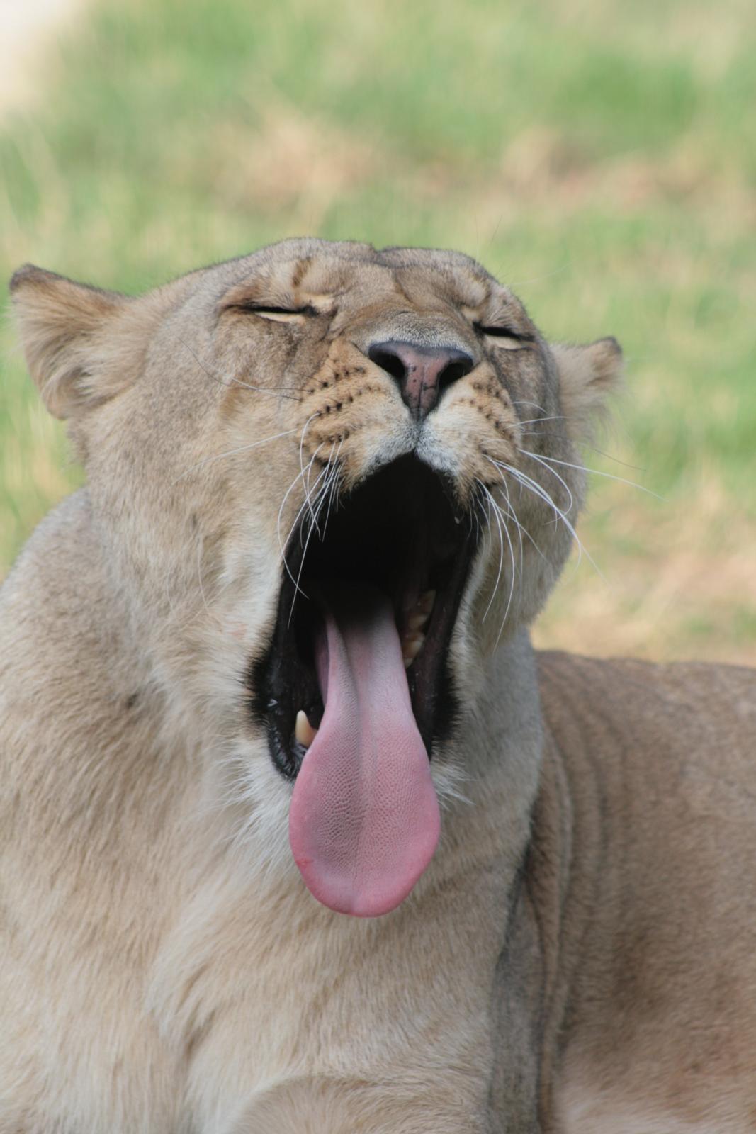 a very cute small animal yawning with it's tongue out