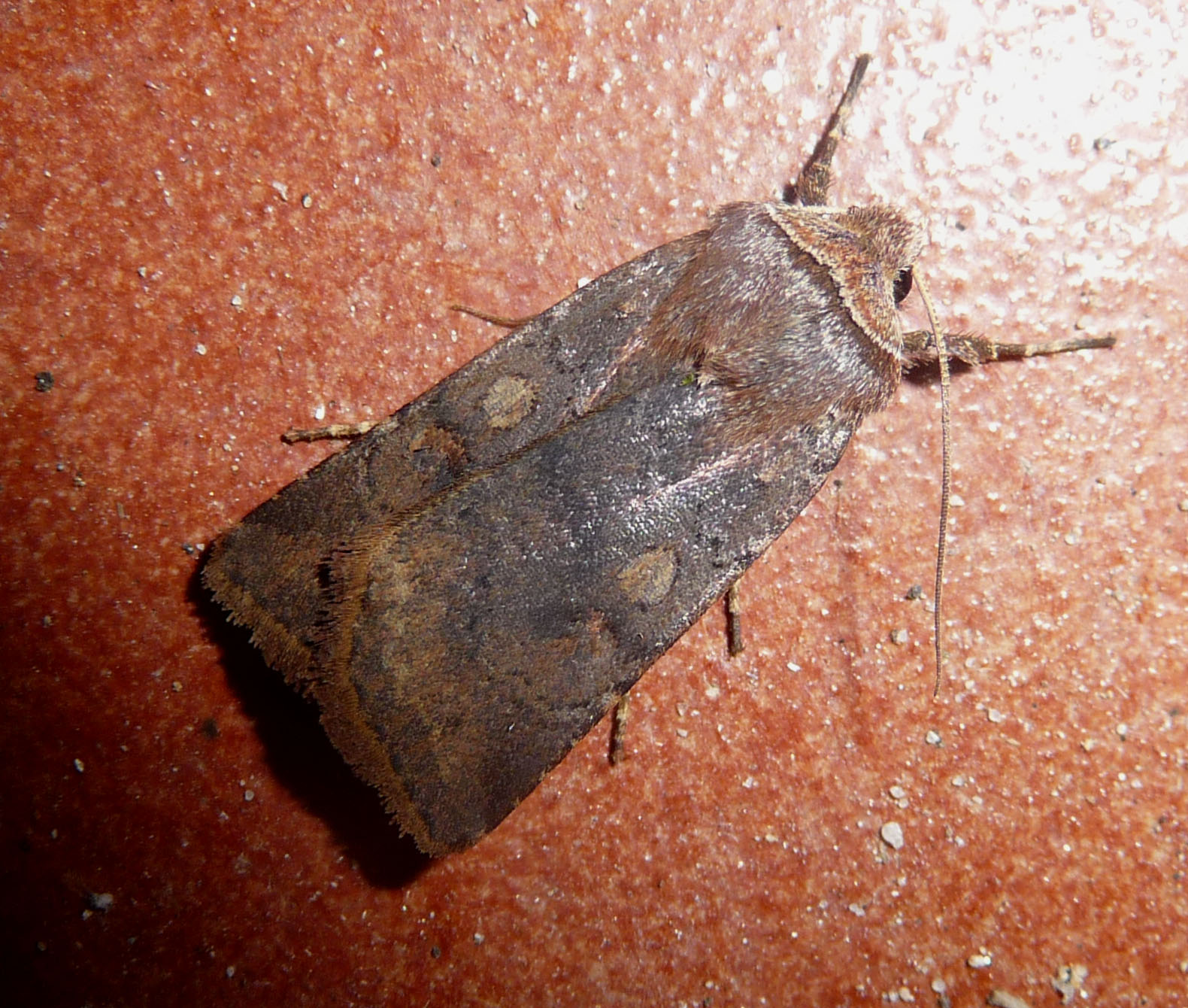 an old, brown moth sitting on a red floor