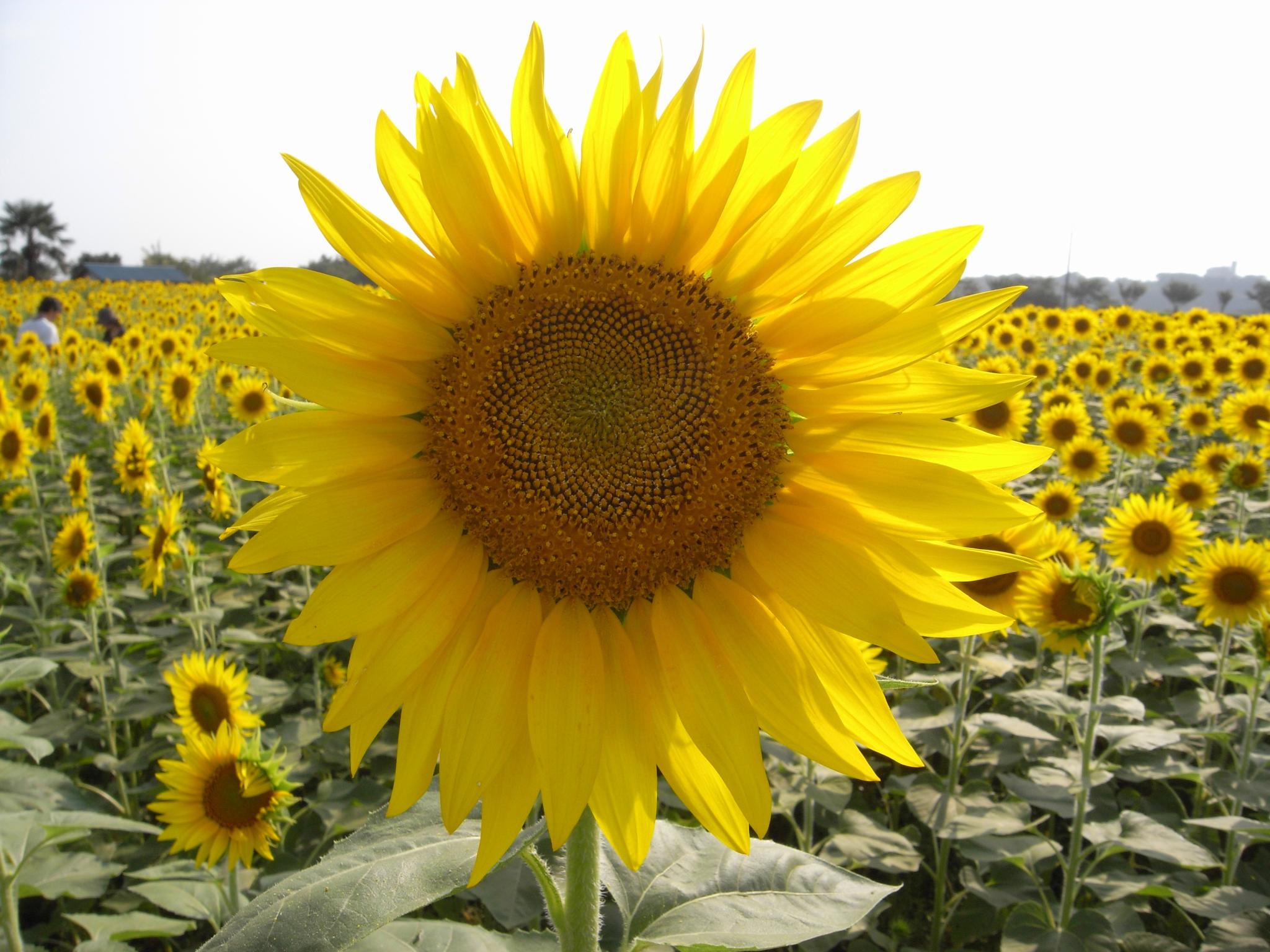 a sunflower stands in the middle of a large field