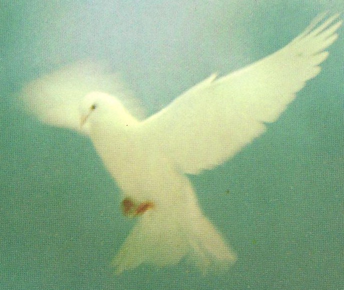 a white dove flies through the air