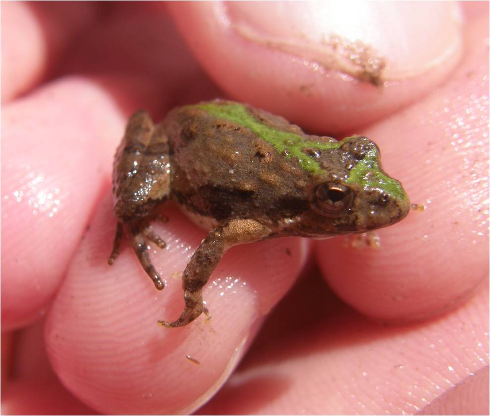 the frog is covered in muddy brown, white and green substance