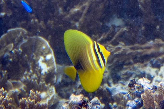a blue and yellow fish floating in some water