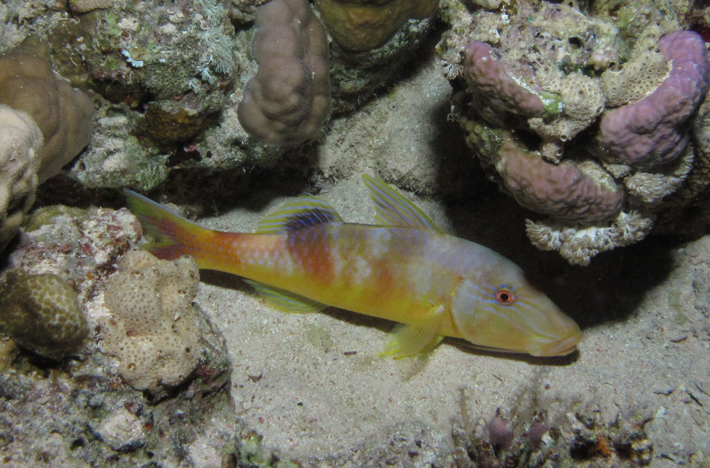 the fish is swimming near some corals in a sea