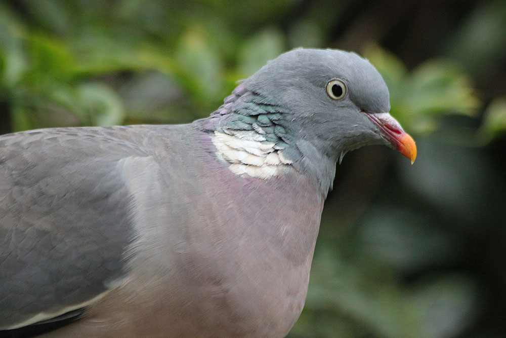 a grey and white pigeon is standing on top of a tree