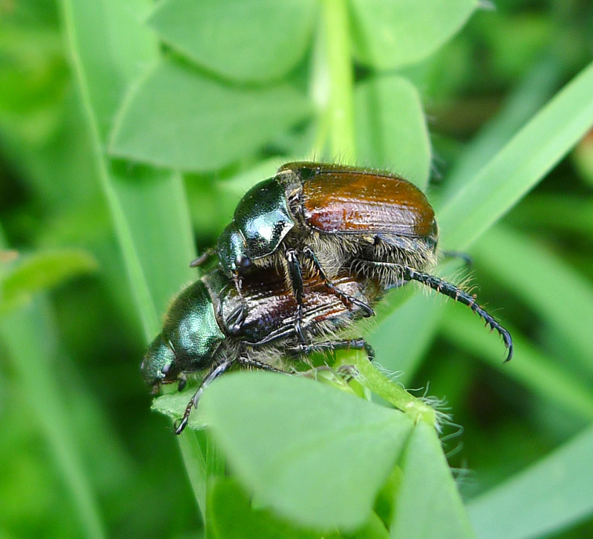 some brown and blue flys sitting on green leaves