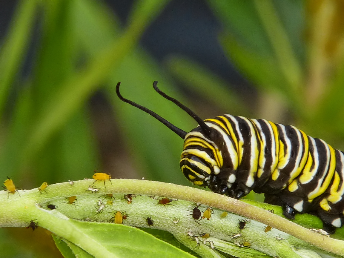 a very cute caterpillar resting on a leaf