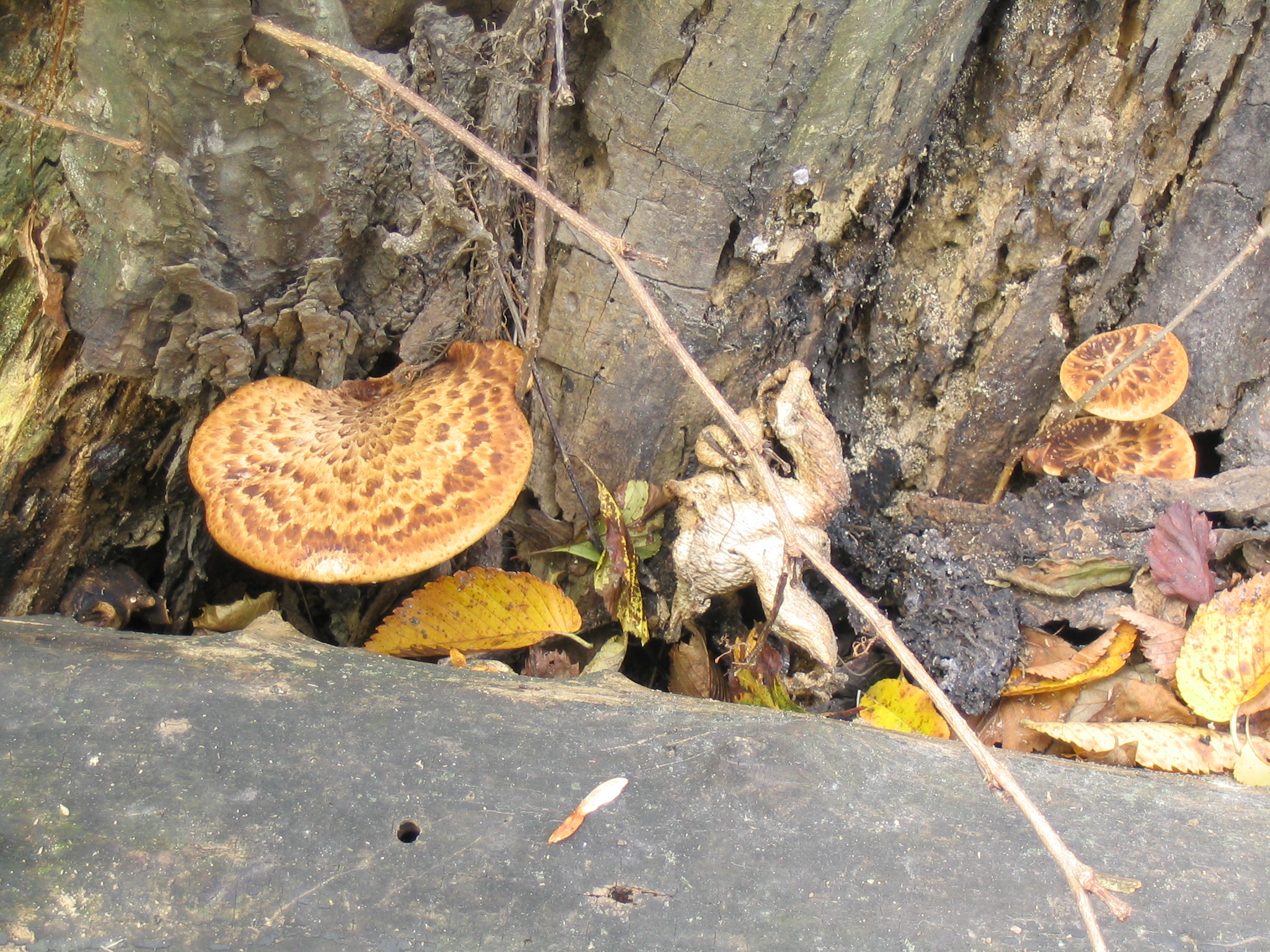 several mushrooms growing from the s of a tree