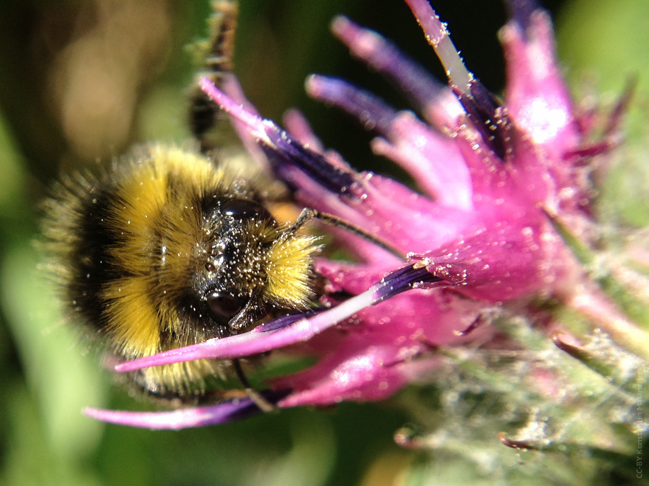 a bum is sitting on a pink flower