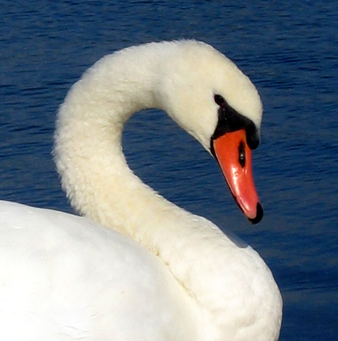 the white swan has an orange beak