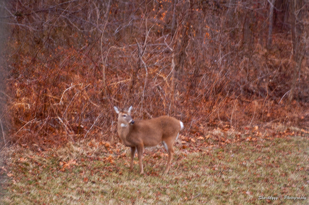 a deer that is standing in the grass