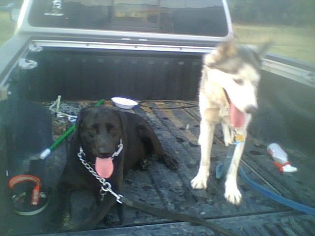 two large dogs are in the back of the truck