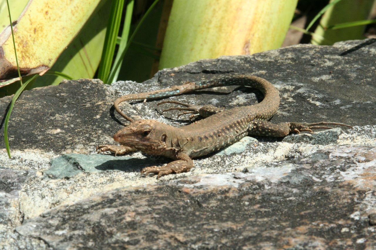 a small lizard is sitting on some rocks