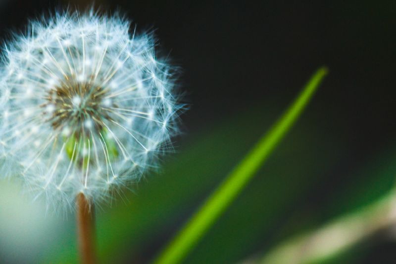 a dandelion with some green leaves by it