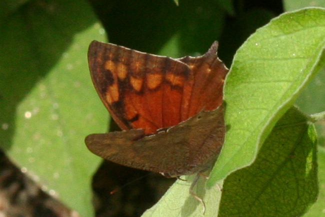 a close up of a brown and orange erfly with orange markings