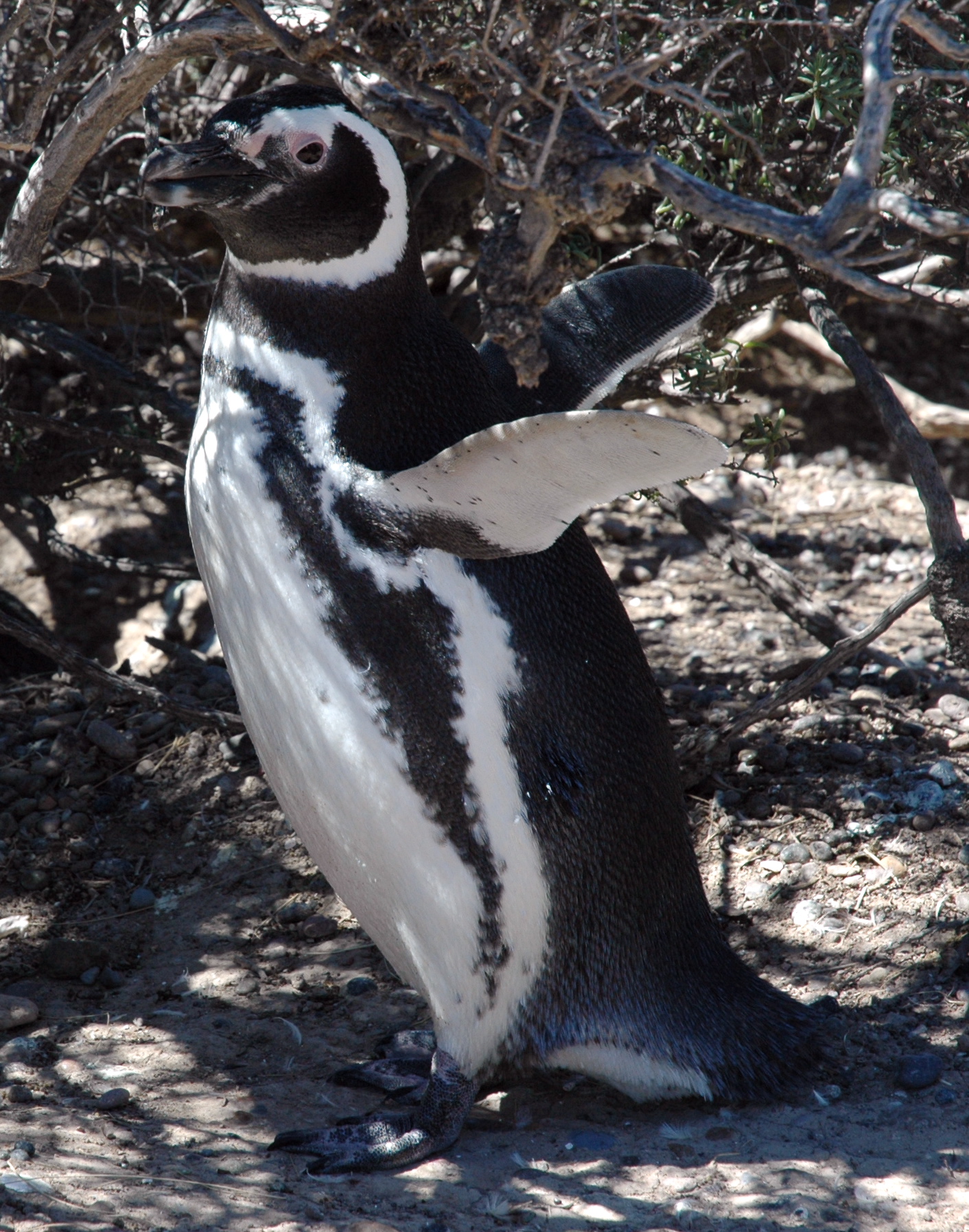 a penguin is stretching and standing on its hind legs