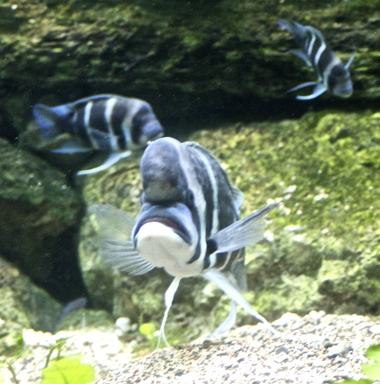 two colorful fish swimming in an aquarium filled with water