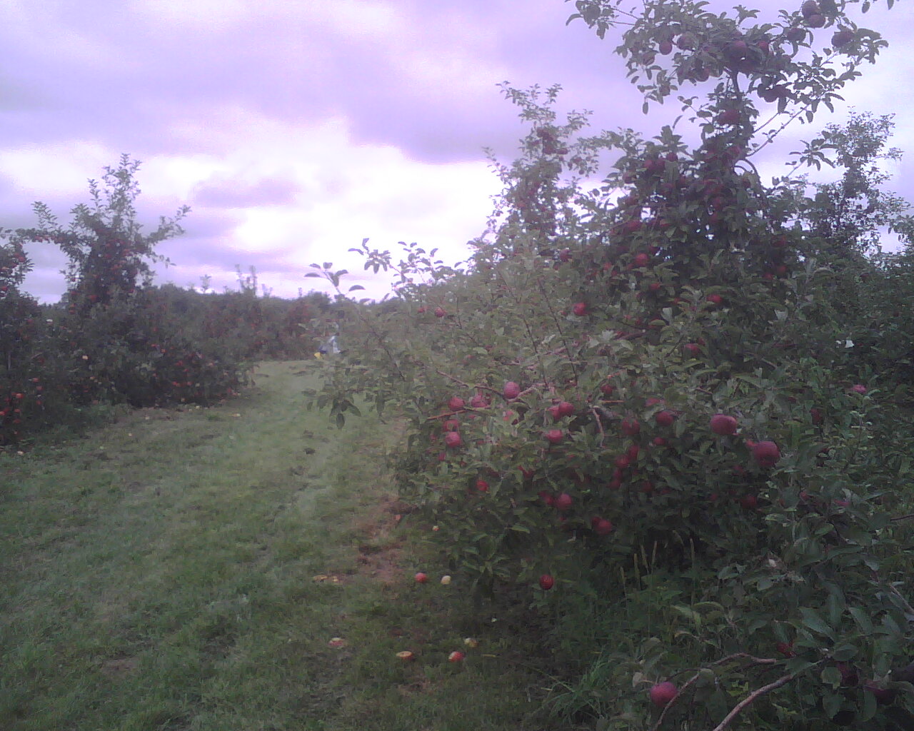 apple trees in an orchard with lots of green apples on the trees