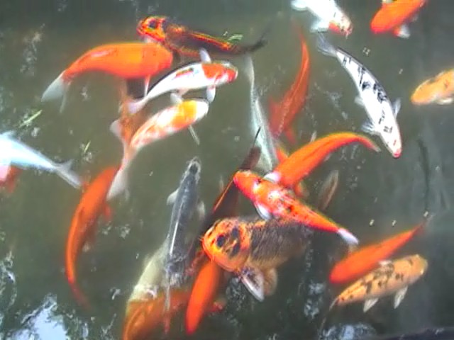 an overhead view of orange and white fish in the pond