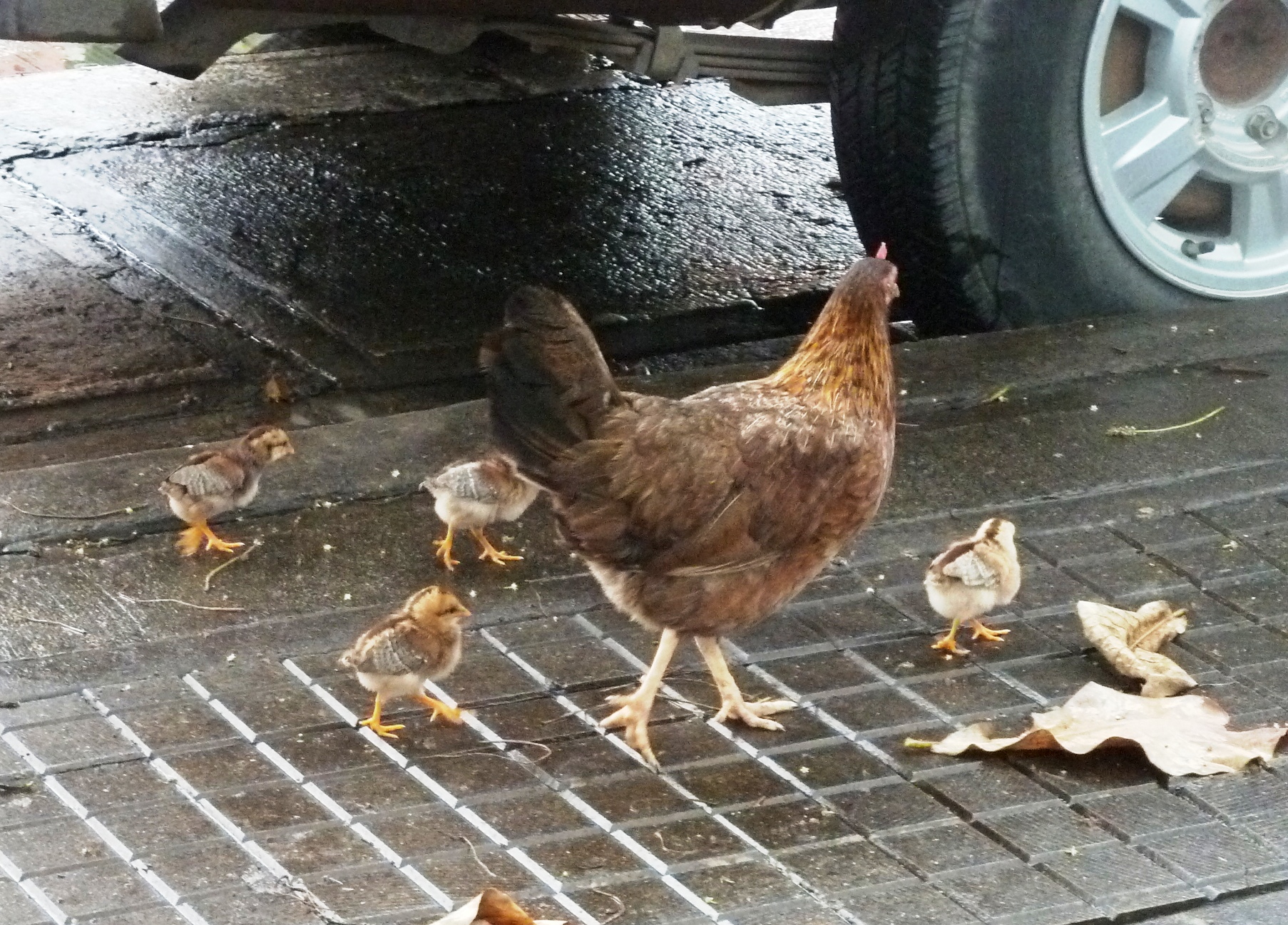 chickens are huddled together on a walkway in front of a car