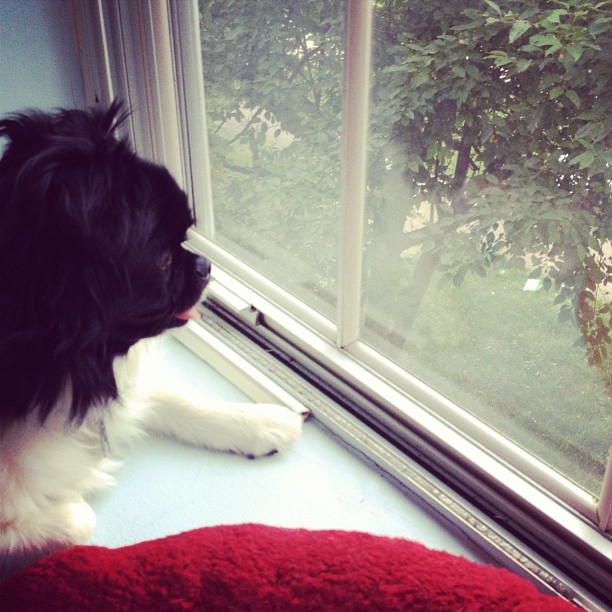 a dog looking out of a window at someone sitting on the floor