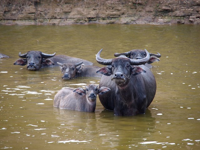 three oxen wade in shallow water with two looking directly at the camera