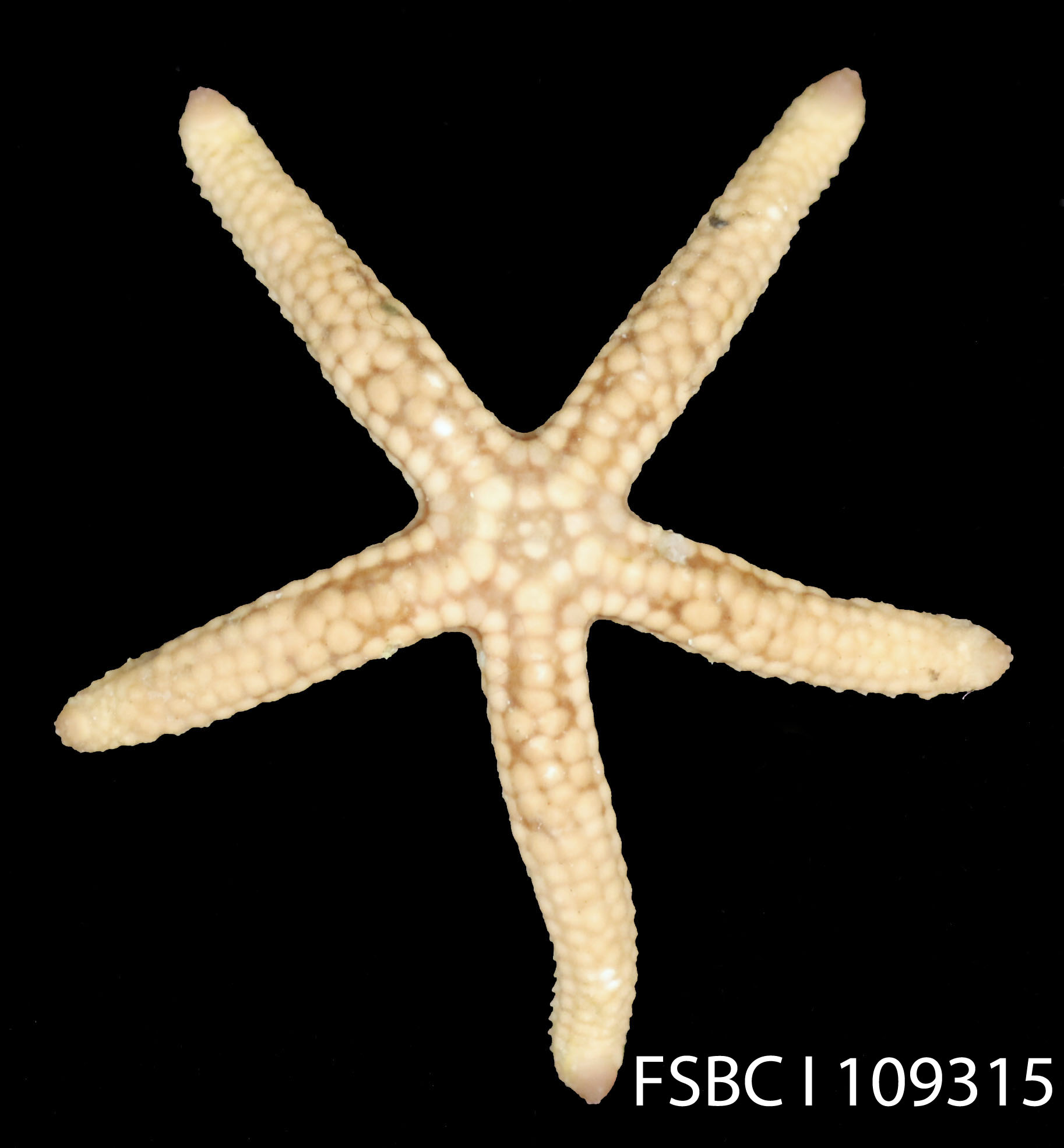 a starfish with large, white dots on its body
