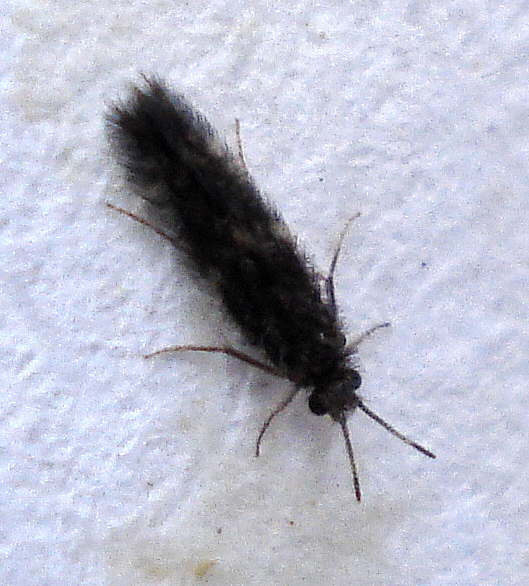 a close up of a black insect on a white surface