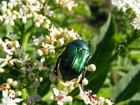a green beetle sitting on some white flowers