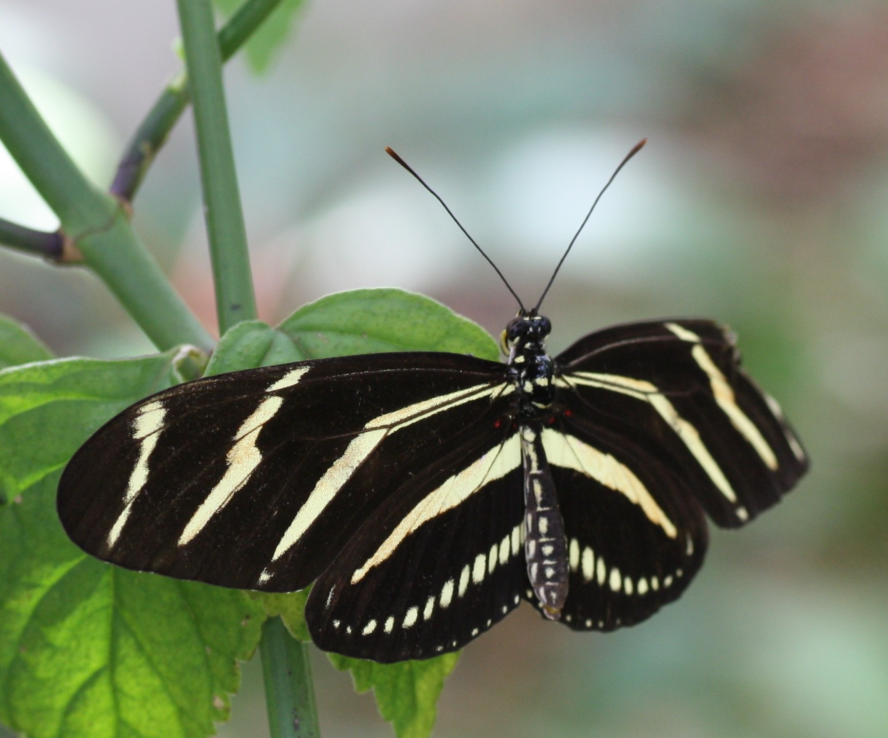 a black and white striped erfly resting on the leaves