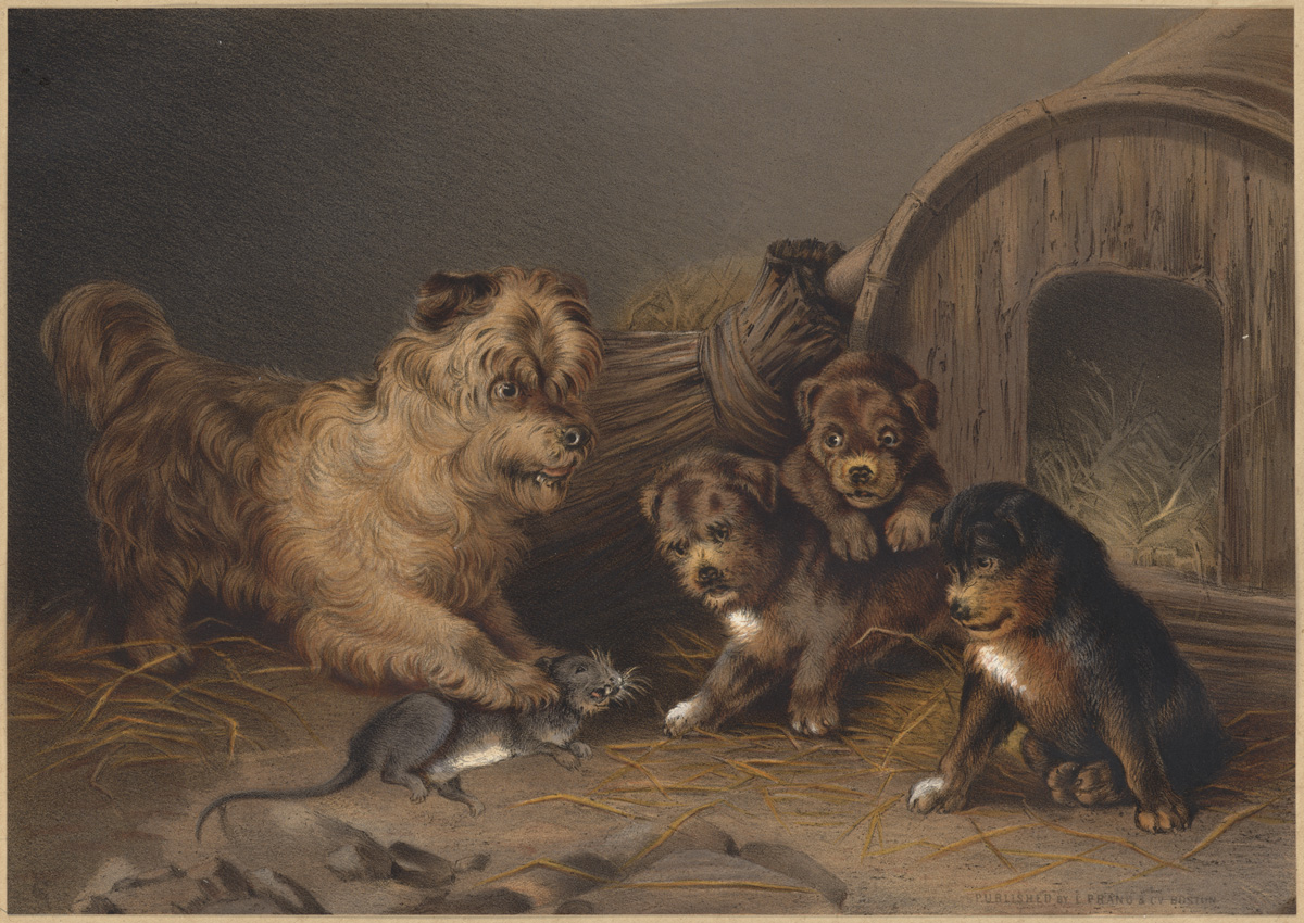a painting shows four dogs and one cat playing together