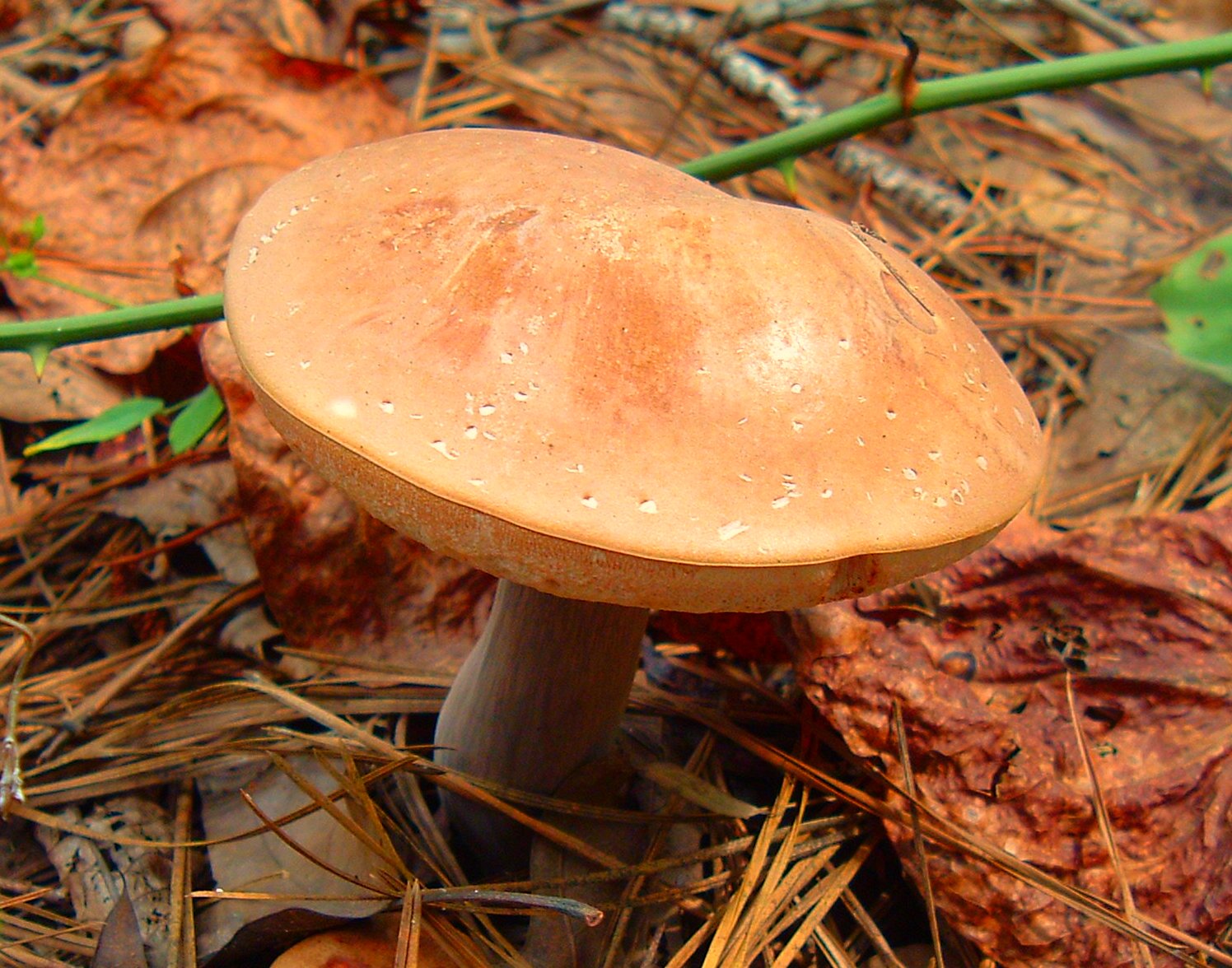 an orange mushroom sitting in the woods surrounded by brown leaves