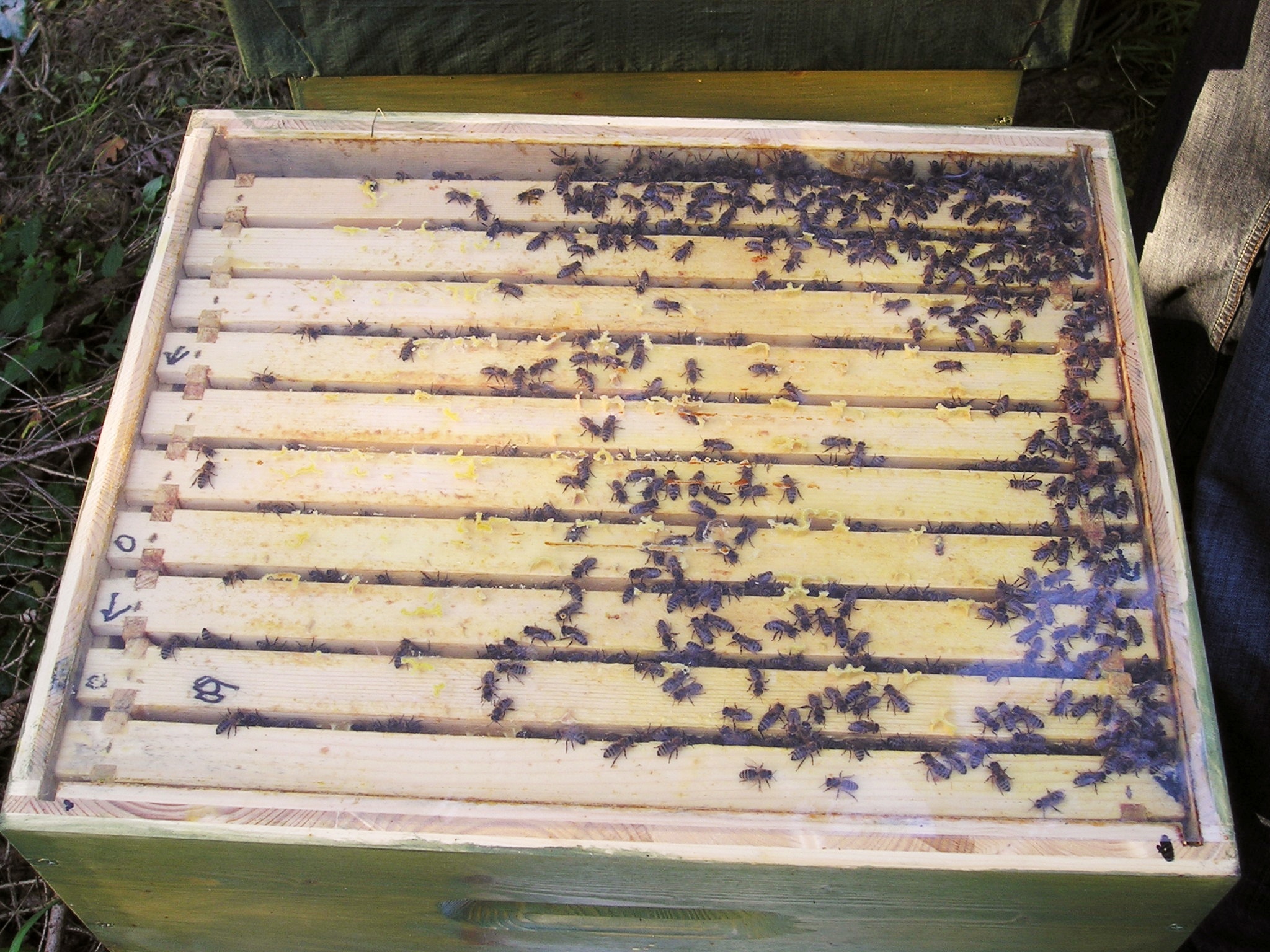 a beehive with lots of brown and yellow bees