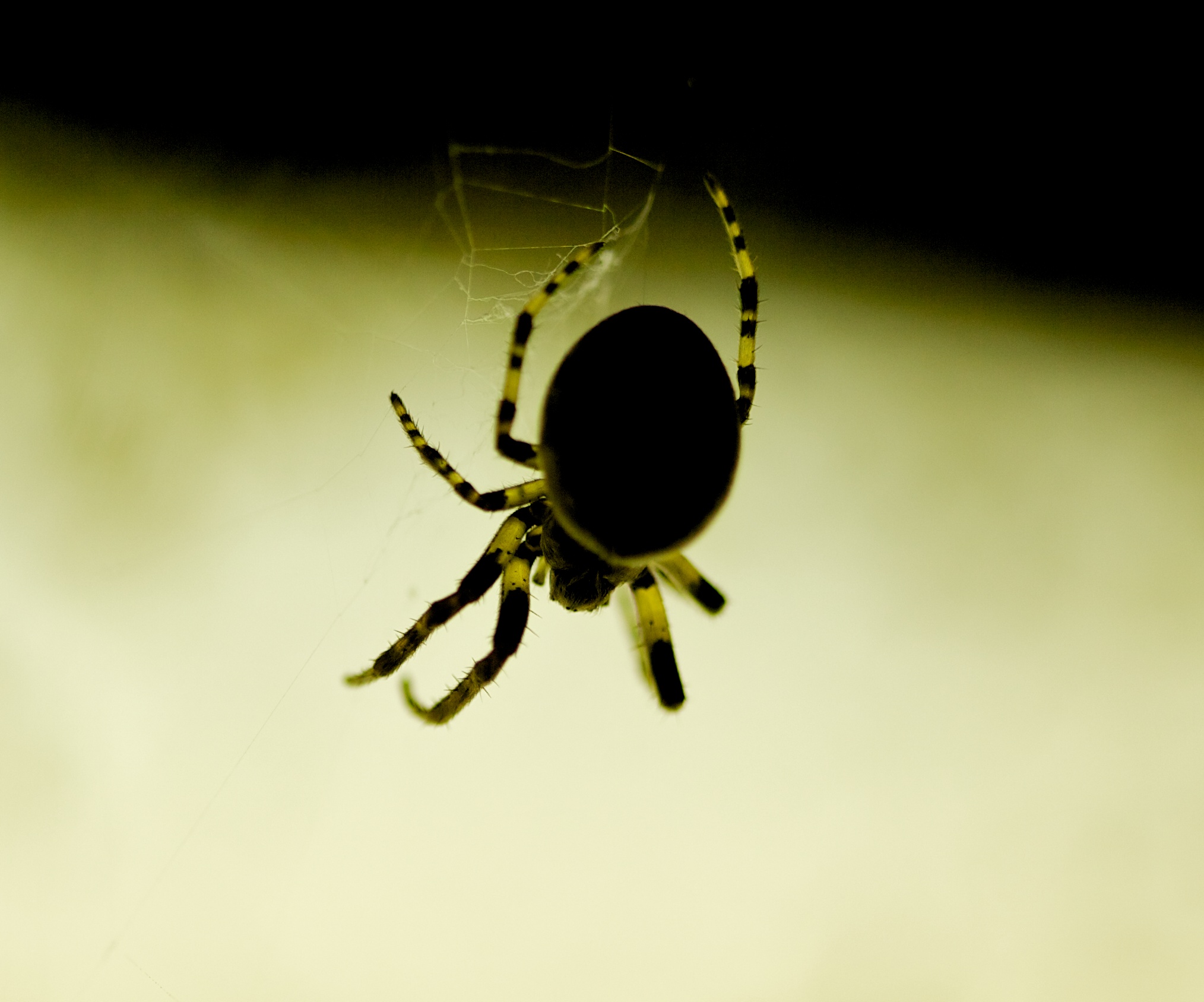 an outdoor spider on a web in the dark