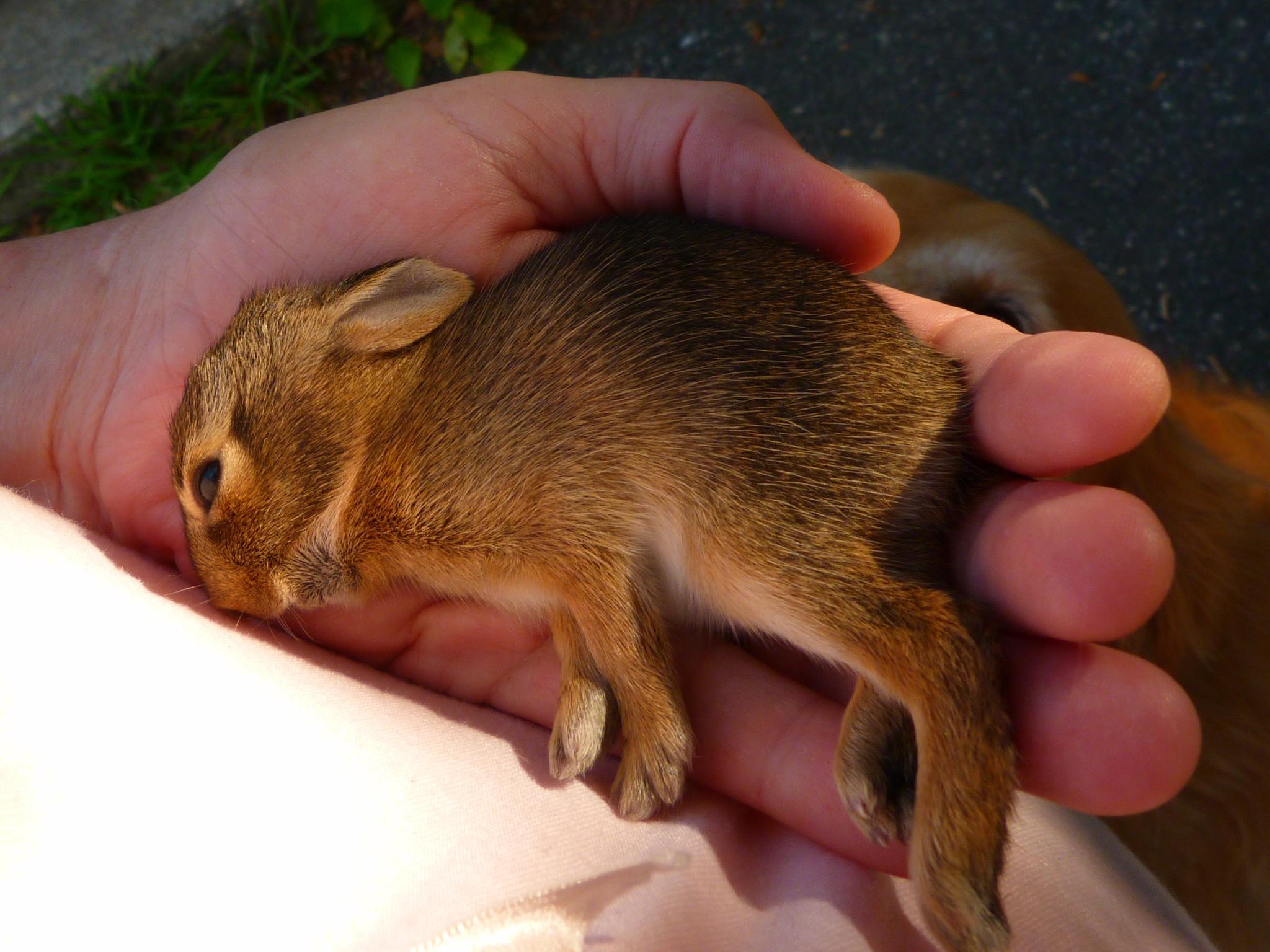 a person holds a baby brown rabbit inside of their hands