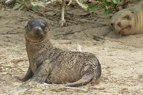 a couple of seals in the sand with trees behind them