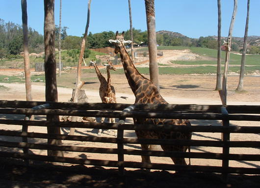 two giraffes that are standing next to each other in a fence