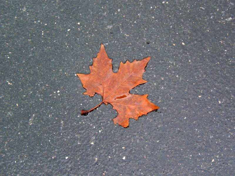 single leaf lying on pavement with cement surface