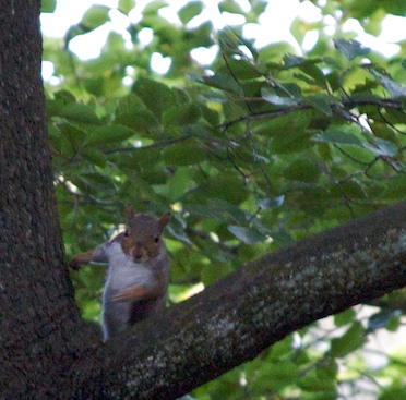 a squirrel that is sitting in a tree