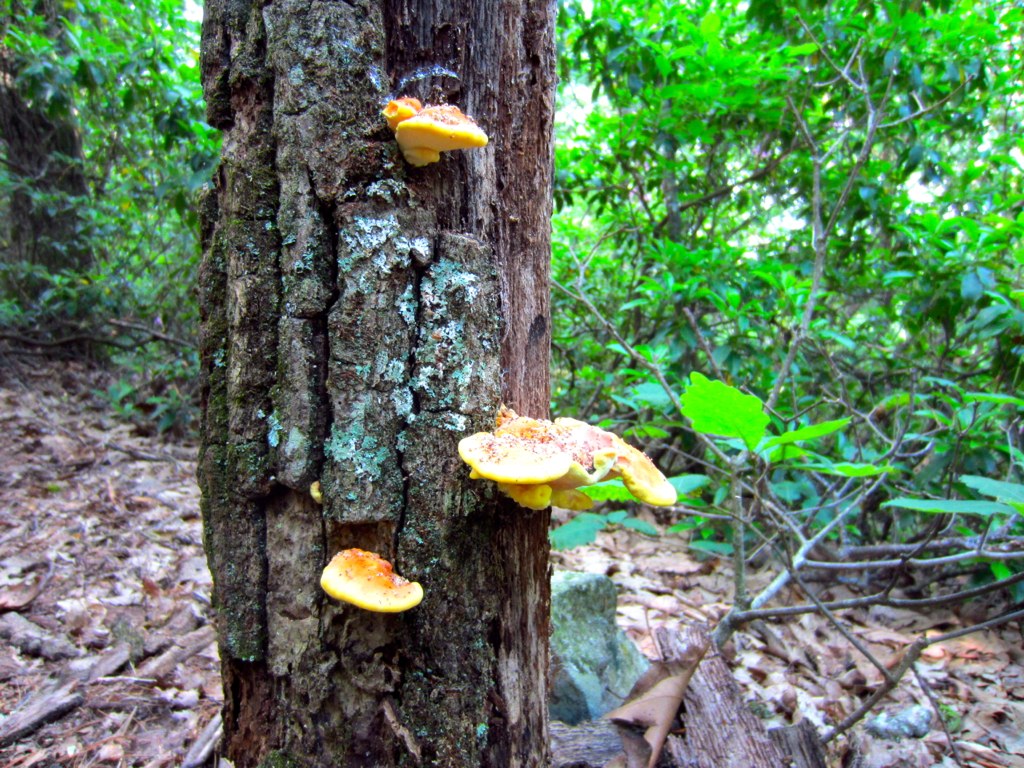 mushrooms growing on the bark of a tree