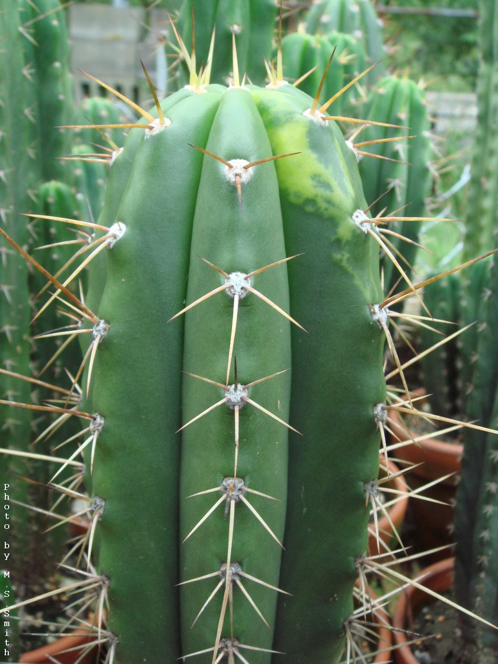 many cactus plants are growing in pots and one has long spikes