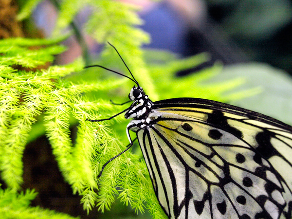 a erfly on some green leaves in a jungle