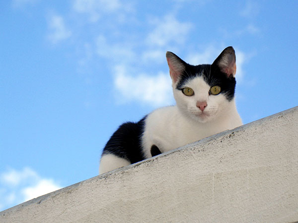 black and white cat staring while sitting on a wall