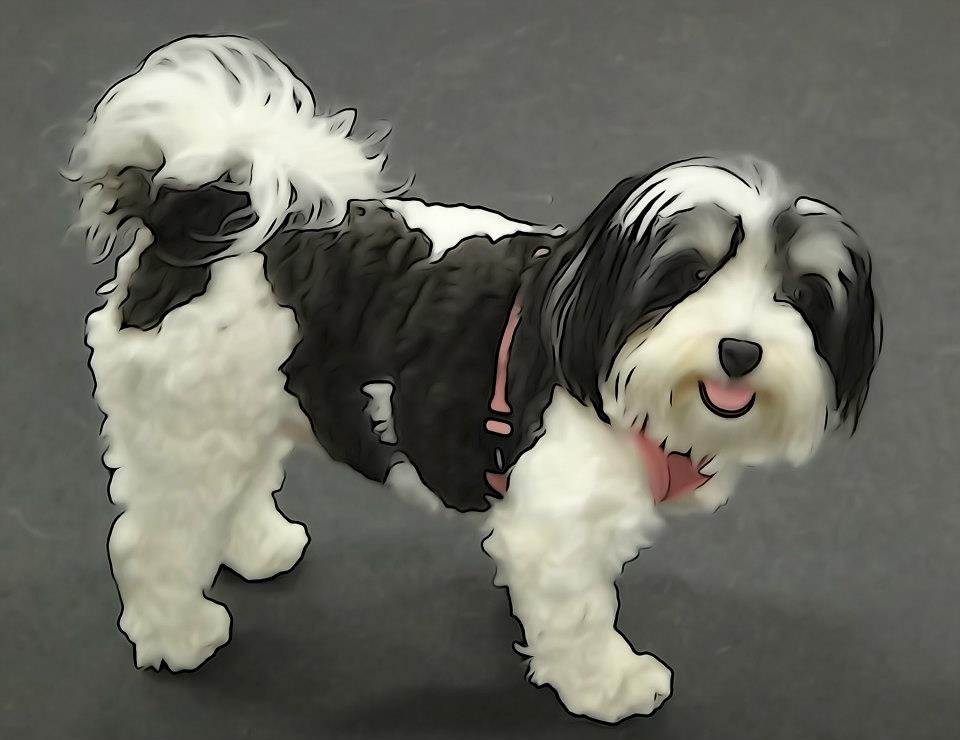 a toy black and white dog wearing a pink leash