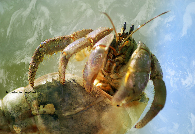 two crabs mating on the side of a body of water